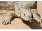 Volunteer and Wildlife Adventure in Zambia Community & Safari