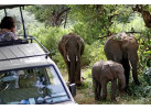 Serengeti: The Ultimate Safari Experience