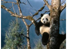 Tibetan Explorer