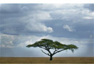 Essence of Tanzania
