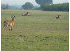 32-Day Wildlife & Cultural Experience in Rwanda, Uganda, Kenya & Tanzania
