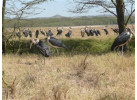 Discover the Cultural Heritage of Uganda, Rwanda & Kenya in this 19-Day Wildlife Adventure