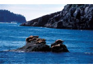 Alaska's Kenai Peninsula Adventure