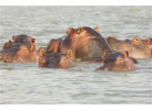 African Culture And Wildlife Viewing on Addis to Zanzibar Adventure