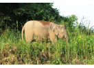 Borneo - Into the Heart of the Rainforest