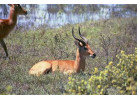 Explore the Landscapes and Wildlife of Botswana Elephant Trail