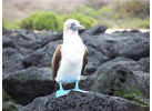 Voyage Galapagos: 7-Day G3 Cruise & Wildlife Adventure in Central Islands