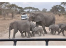 Search out and photograph diverse wildlife in Tarangire Safari Experience