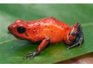 Arenal Rainforest to Manuel Antonio Family Adventure