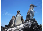 Comfort Galapagos - 6 Days G4 Cruise & Wildlife Adventure in North Islands
