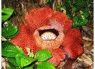 Borneo - Into the Heart of the Rainforest