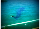 Snorkeling and Sea Kayaking in Palawan: See the Whale Sharks and the Magical Underwater World of the