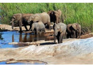 Search out and photograph diverse wildlife in Tarangire Safari Experience