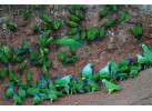Spend 5 Days Exploring the Amazon of Ecuador
