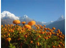Annapurna Mountains & Wildlife