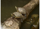 15 Days Costa Rica Pass - Route 6 Adventure Bus