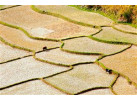 Laya Settlements and Ghasa Trekking Adventure of Bhutan