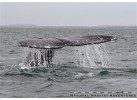 The Extraordinary Whales of Baja