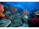 Snorkeling in the Remote Islands of the Coral Triangle - Misool Archipelago