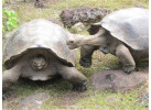 Voyage Galapagos: 7-Day G3 Cruise & Wildlife Adventure in Central Islands