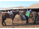 Heights, Deserts and Plateau from Kathmandu to Ulaanbaatar Adventure