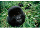 8 Day - Gorillas in the Virungas and Bwindi 