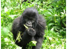 7 Day Gorillas in Rwanda and Chimps and Wildlife in Uganda 