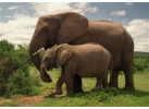 Southern African Circuit: 32-Day Cultural & Wildlife Adventure