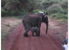 Serengeti: The Ultimate Safari Experience
