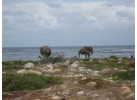 Essence of South Africa - 14 Day Tour