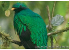 The Natural Jewels of Costa Rica