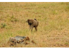 The Micato Grand Safari: The Pinnacle of Luxury Safari Adventure