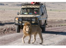 Serengeti: The Ultimate Safari Experience