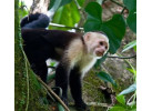 Arenal Rainforest to Manuel Antonio Family Adventure