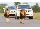 Volunteer and Wildlife Adventure in Zambia Community & Safari