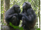 32-Day Wildlife & Cultural Experience in Rwanda, Uganda, Kenya & Tanzania