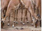 Essence of South Africa - 14 Day Tour