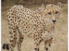 Essence of South Africa - 14 Day Tour
