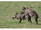 32-Day Wildlife & Cultural Experience in Rwanda, Uganda, Kenya & Tanzania