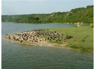 32-Day Wildlife & Cultural Experience in Rwanda, Uganda, Kenya & Tanzania