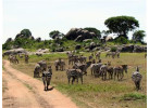 Grand Adventurer (75 Days) Nairobi to Cape Town