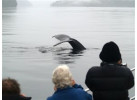 Sail to Haida Gwaii and Queen Charlotte Islands - Island Odyssey 8 Days