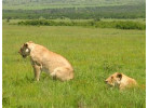 The Hemingway Wing Safari: 14 Days Exploring the Old Africa in Style