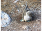 Comfort Galapagos - 6 Days G4 Cruise & Wildlife Adventure in North Islands