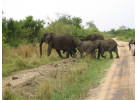 Discover the Cultural Heritage of Uganda, Rwanda & Kenya in this 19-Day Wildlife Adventure