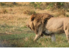 Explore the Landscapes and Wildlife of Botswana Elephant Trail