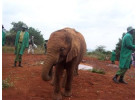 Grand Safari - 15 Day Tour