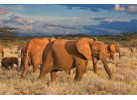 The Hemingway Wing Safari: 14 Days Exploring the Old Africa in Style