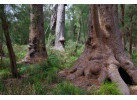 Bibbulmun Track