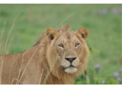 African Culture And Wildlife Viewing on Addis to Zanzibar Adventure